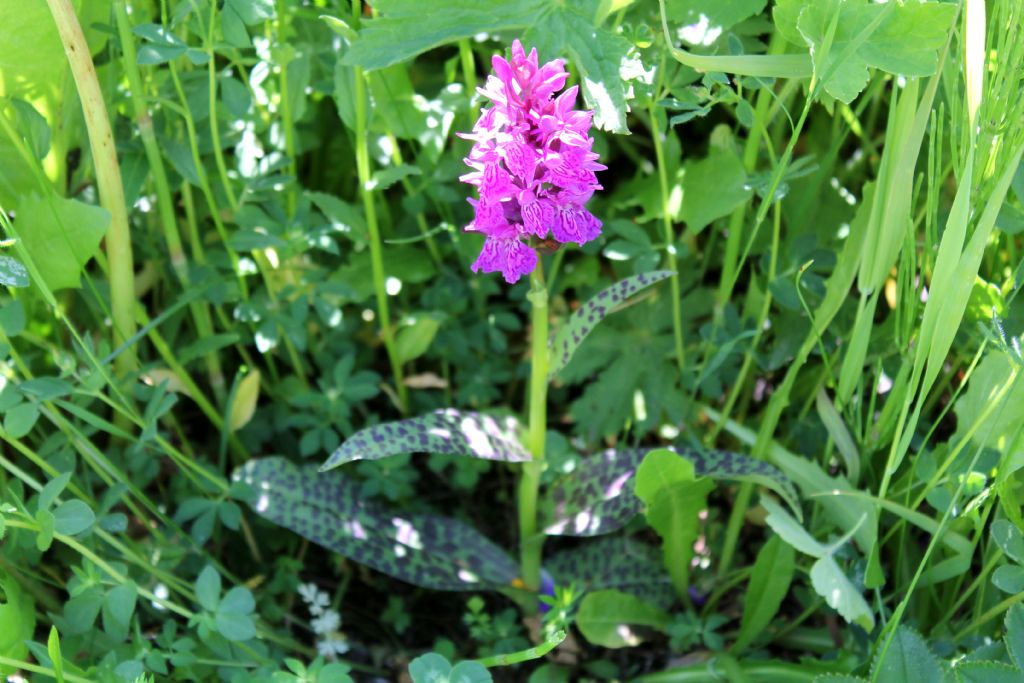 Dactylorhiza.....5